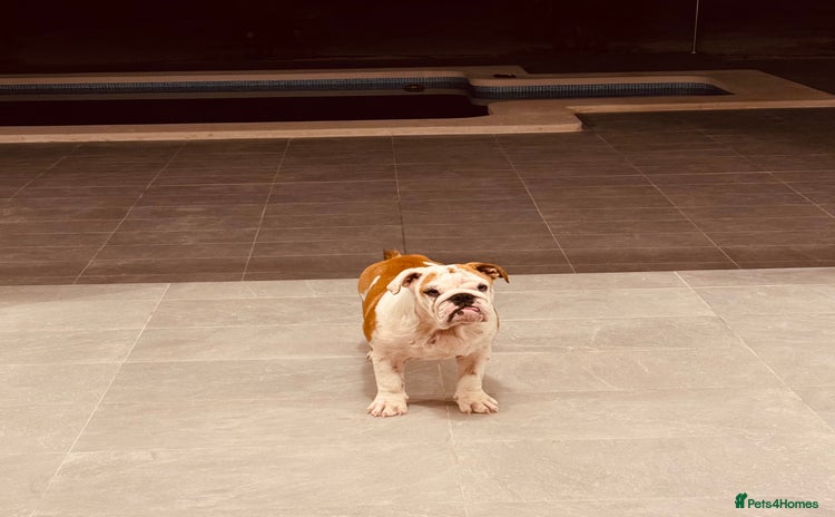 English Bulldog dogs - Advert 2