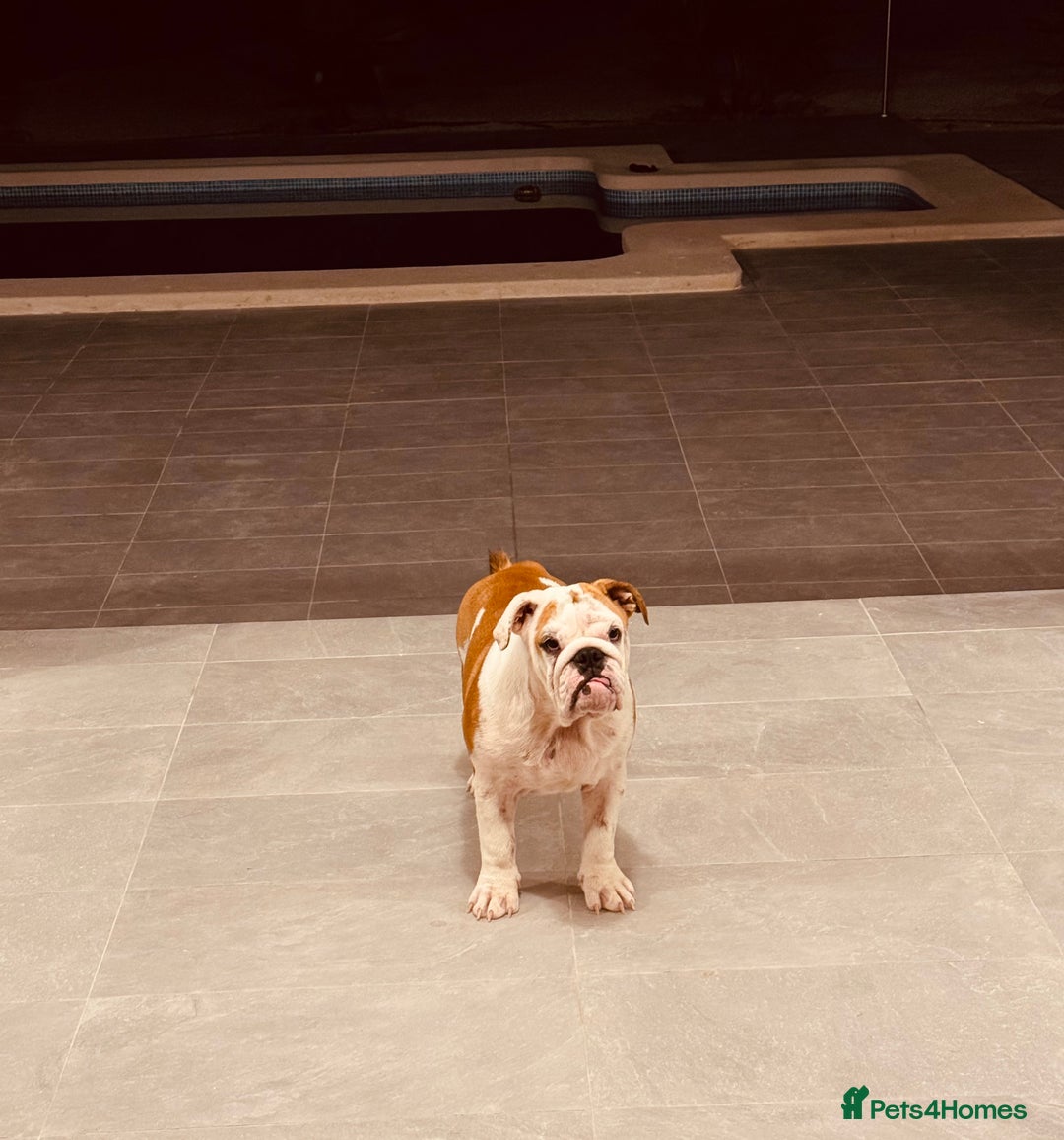 English Bulldog dogs for sale: Bulldog red white .  - Image 1