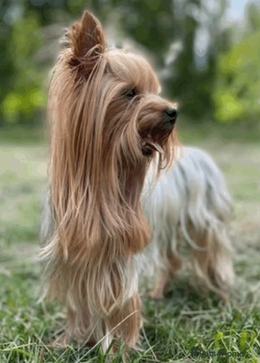 Yorkshire Terrier dogs for sale: Mini Yorkshire Terrier Puppies. - Advert 6