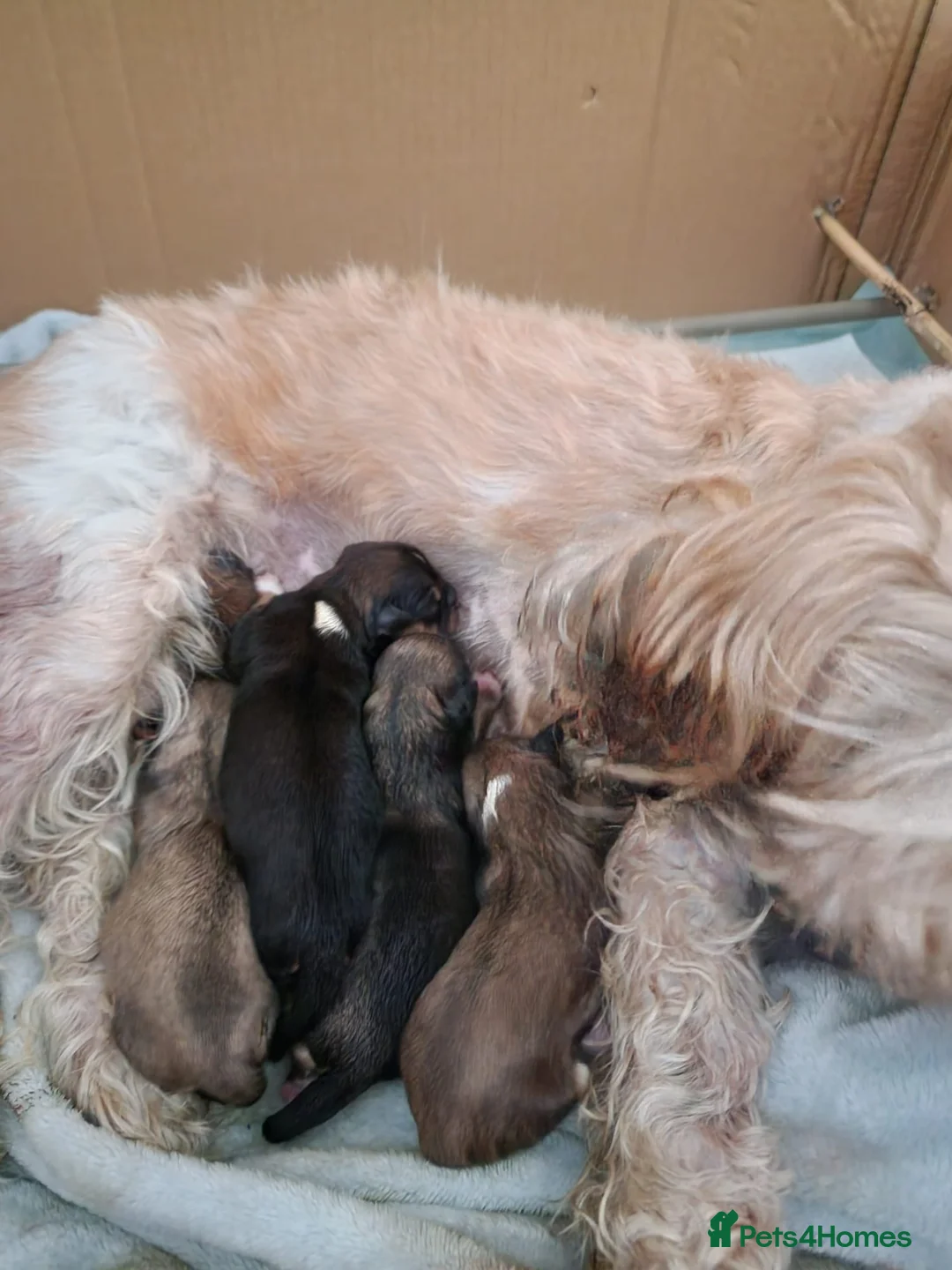 Lhasa Apso dogs for stud: Gorgeous proven pedigree Lhasa Apso for stud in Pontefract - Advert 25