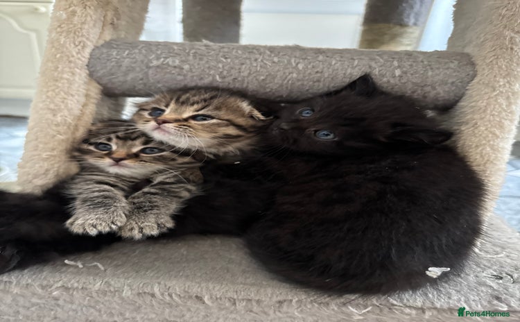 Scottish Fold cats - Advert 6