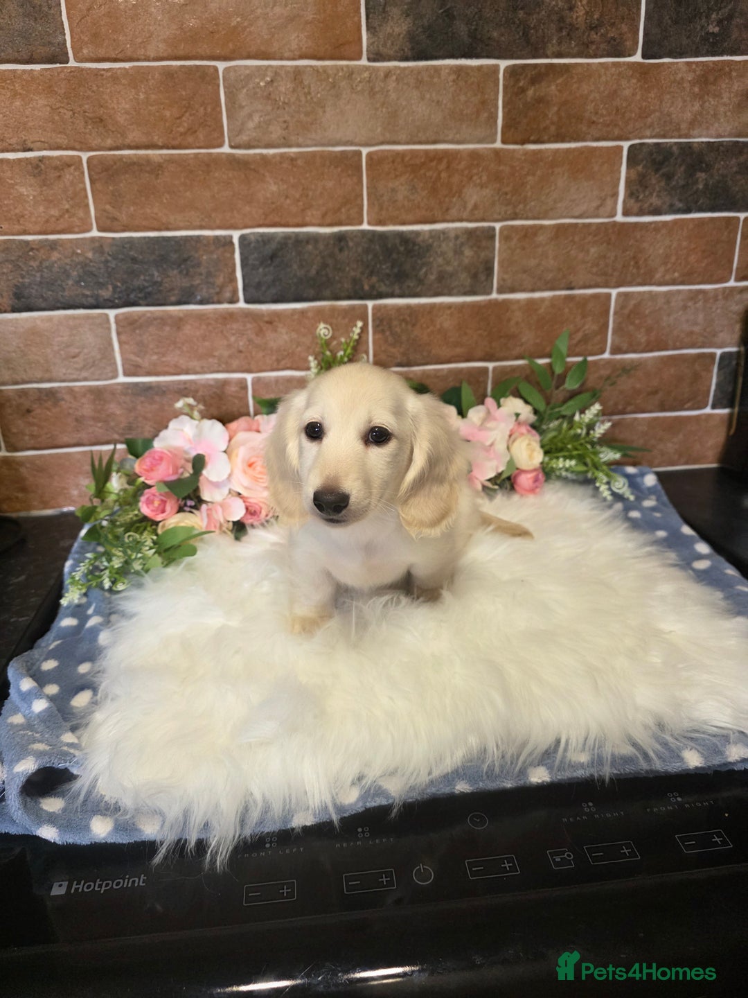 Miniature Dachshund dogs for sale: Stunning snow white cream miniature Dachshunds  - Image 5