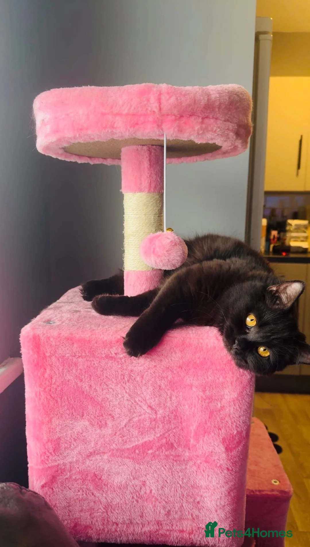 British Shorthair cats for sale: Black British Shorty hair (Zelda) for Sale in Manchester - Advert 2