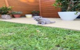 British Shorthair cats for sale: I'll give it into good hands. - Image 7