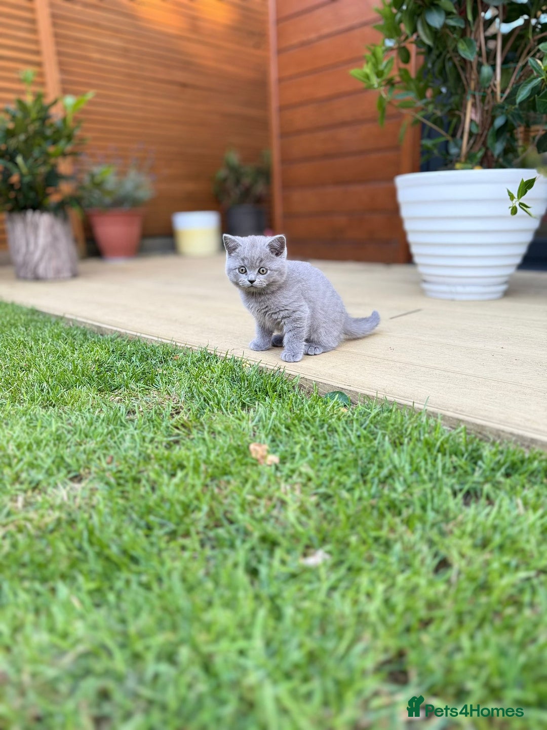 British Shorthair cats for sale: I'll give it into good hands. - Image 7