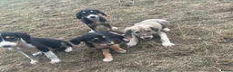 Saluki dogs for sale: Saluki puppy s  - Advert 9