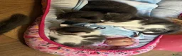 Mixed Breed cats for sale: 9 beautiful kitten  - Advert 1
