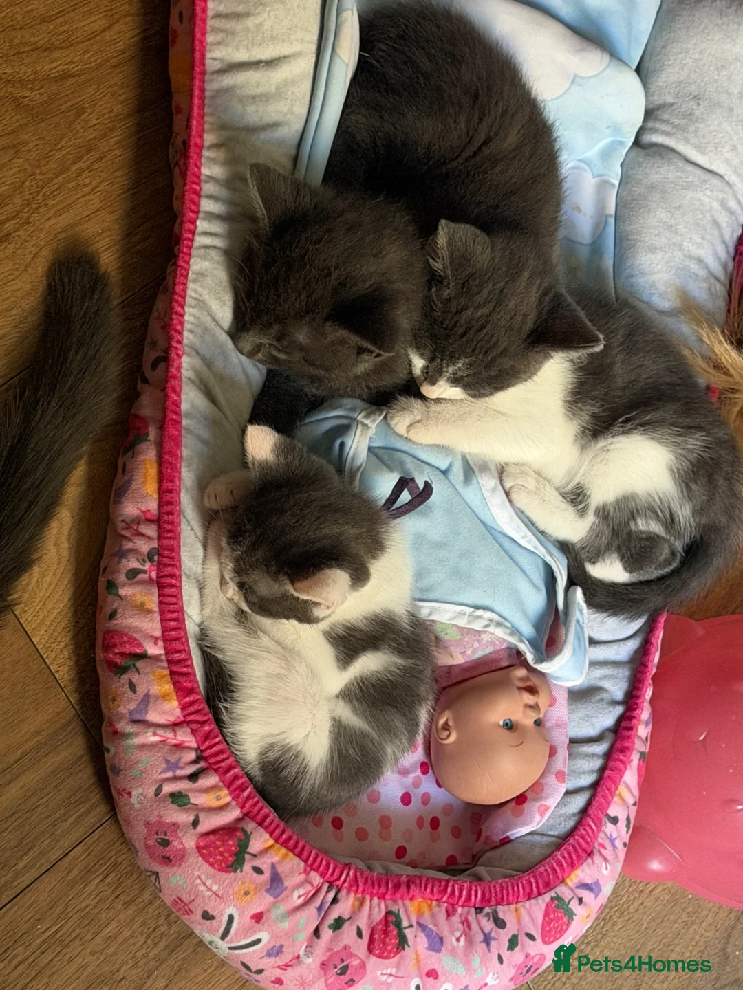 Mixed Breed cats for sale: 9 beautiful kitten  - Advert 1