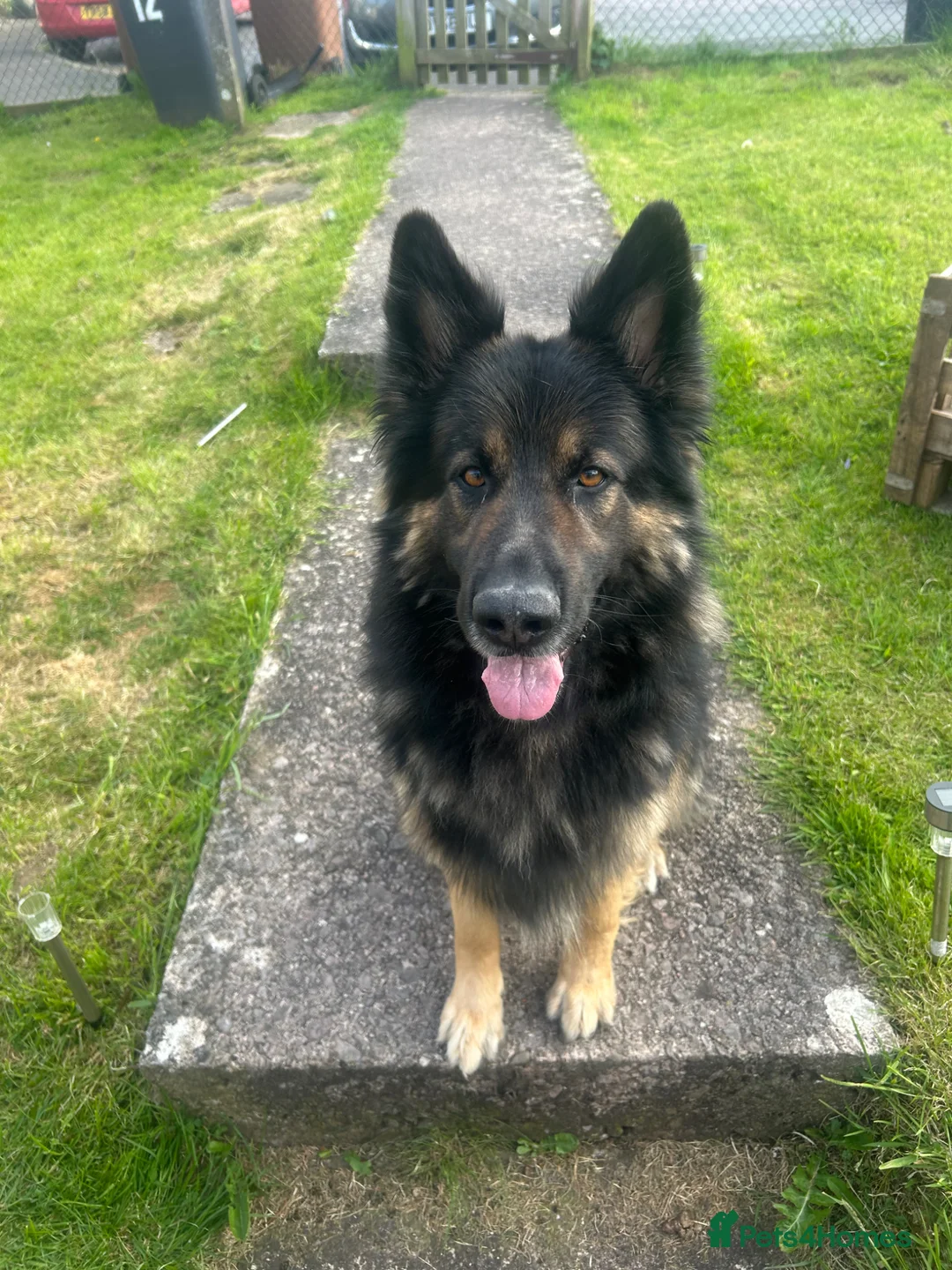 German Shepherd dogs for stud: Bear  in Egremont - Advert 1