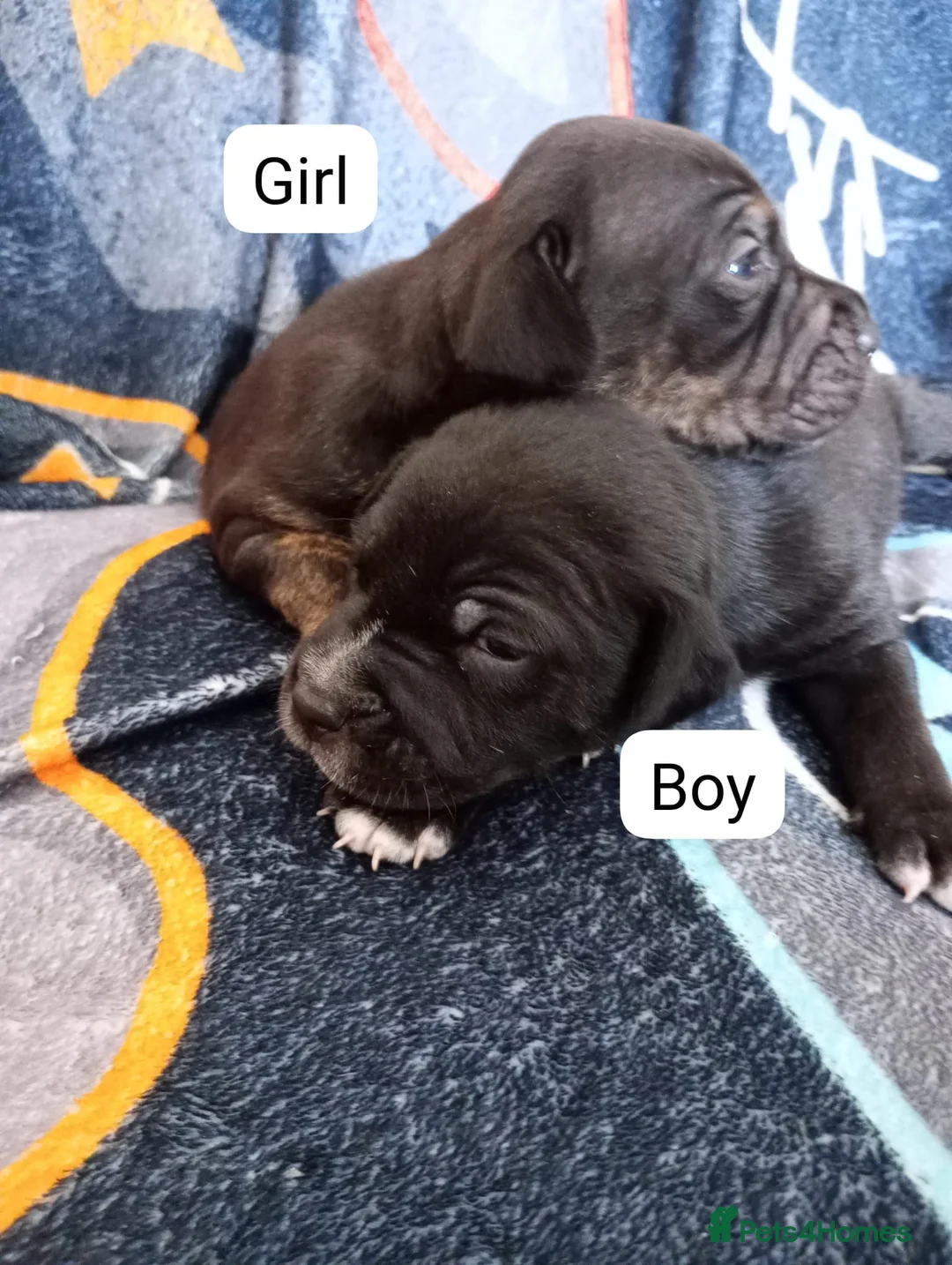 Staffordshire Bull Terrier dogs for sale: Staffordshire bullterrier pups - Advert 9