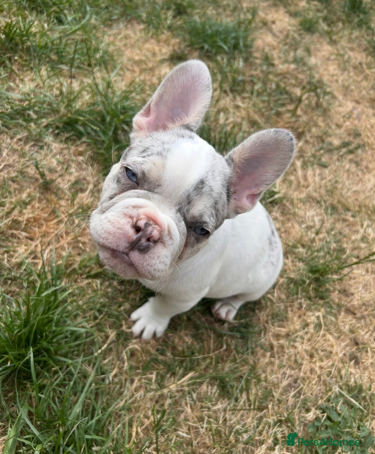 French Bulldog dogs Fully vaccinated DWKC French bulldog puppies  - Advert 8