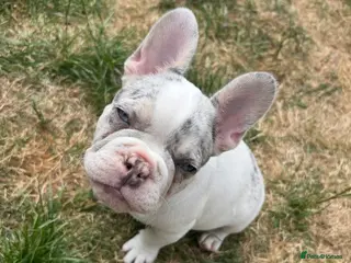 French Bulldog dogs Fully vaccinated DWKC French bulldog puppies - Advert 8