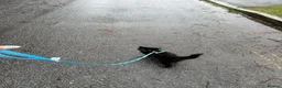 Mixed Breed cats for sale: Beautiful kittens for sale in Bristol - Advert 5