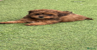 Shihpoo dogs - Advert 2