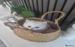 British Shorthair cats for sale: GCCF Chunky Silver tipped health tested parents - Image 2