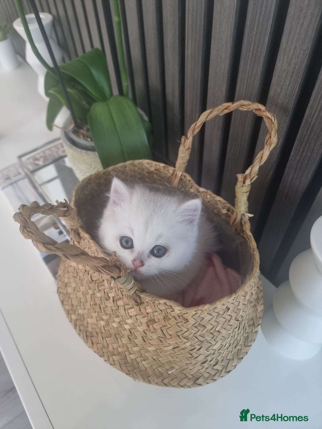 British Shorthair cats for sale: GCCF Chunky Silver tipped health tested parents - Image 2