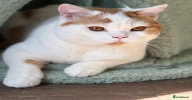 British Shorthair cats - Advert 12