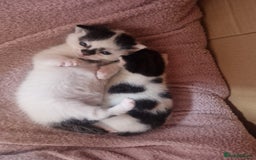 Mixed Breed cats for sale: 2 beautiful kittens  - Image 4