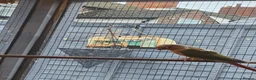 Mixed Breed birds for sale: Avairy close down - Advert 4