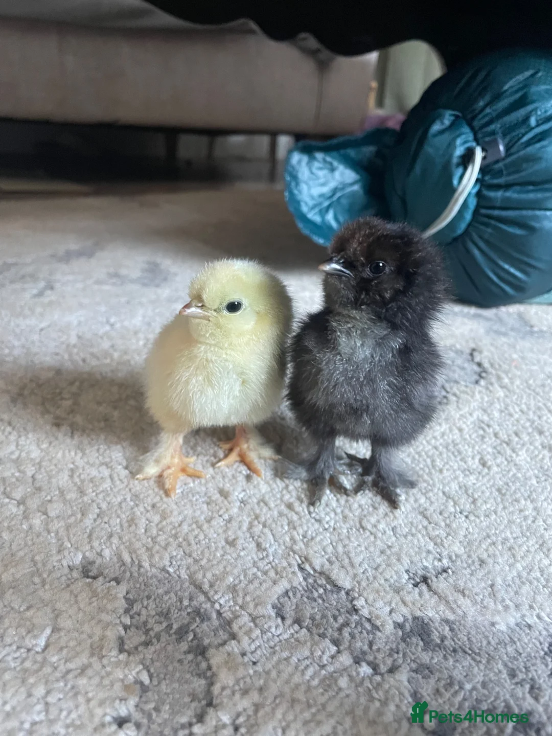 Chickens poultry for sale: Unsexed 10 day old pilkie chicks for sale  - Advert 2