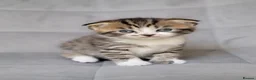 Scottish Fold cats for sale: Beautiful and healthy  Scottish fold mixed - Advert 18