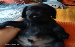 Cocker Spaniel dogs for sale:  Cocker spaniel puppies  - Image 11
