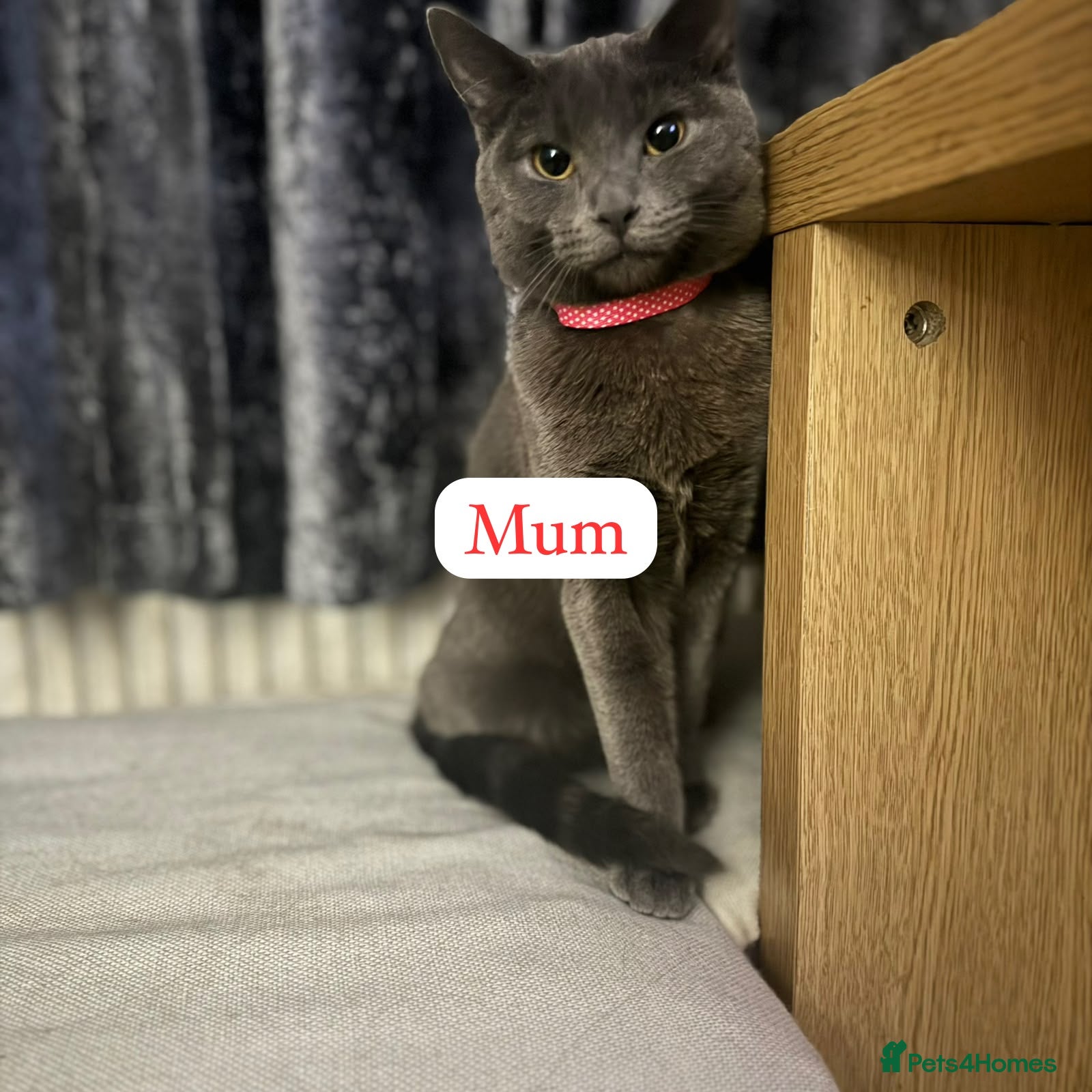 British Shorthair cats 3 BSH/ragdoll kittens🐾 - Advert 1