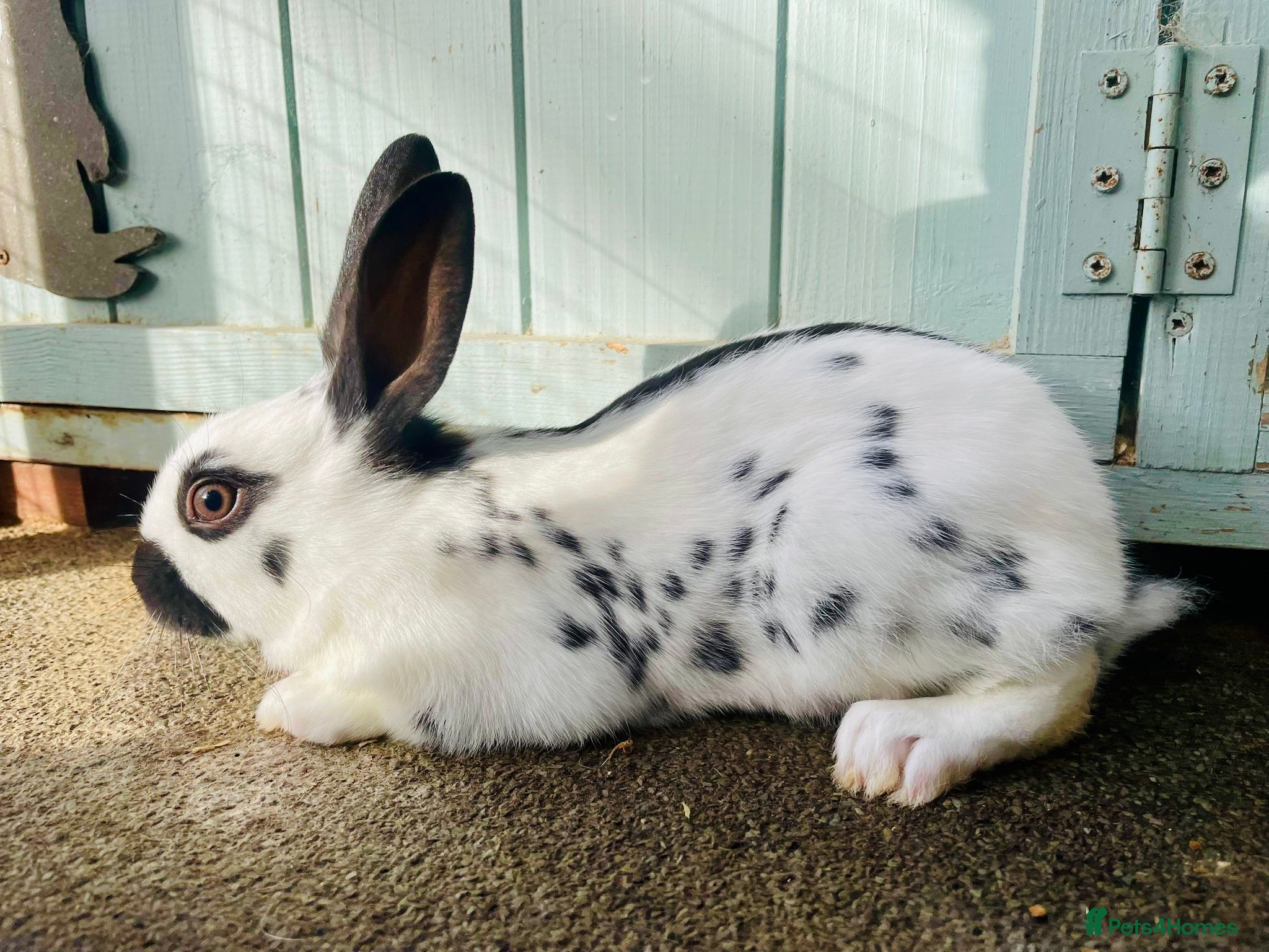 English Spot rabbits English spot rabbits - Advert 3