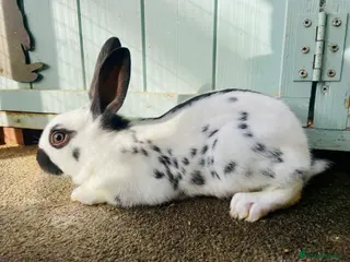 English Spot rabbits English spot rabbits - Advert 1