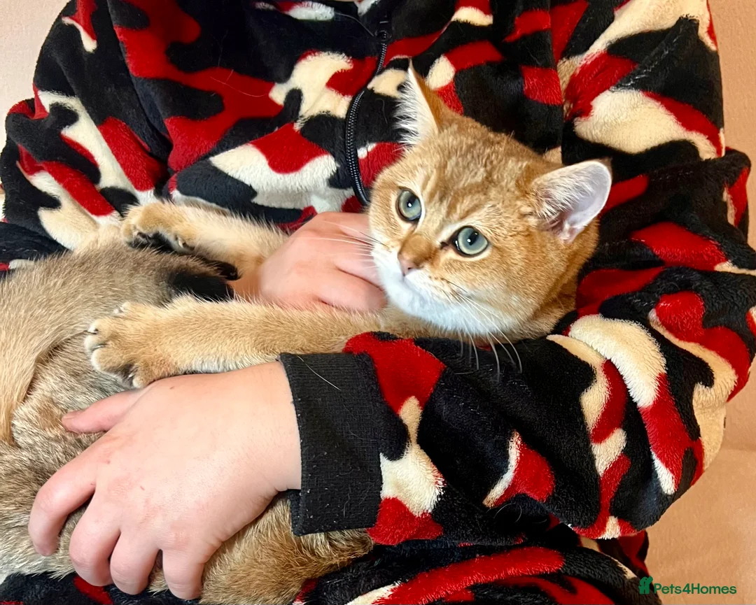 British Shorthair cats for sale: 🐾 Purebred BSH Golden kitten 🐾  - Advert 32