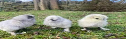 Chickens poultry for sale: 🩶🐣DAY OLD SILKIE CHICKS 🐣 🩶 - Advert 10
