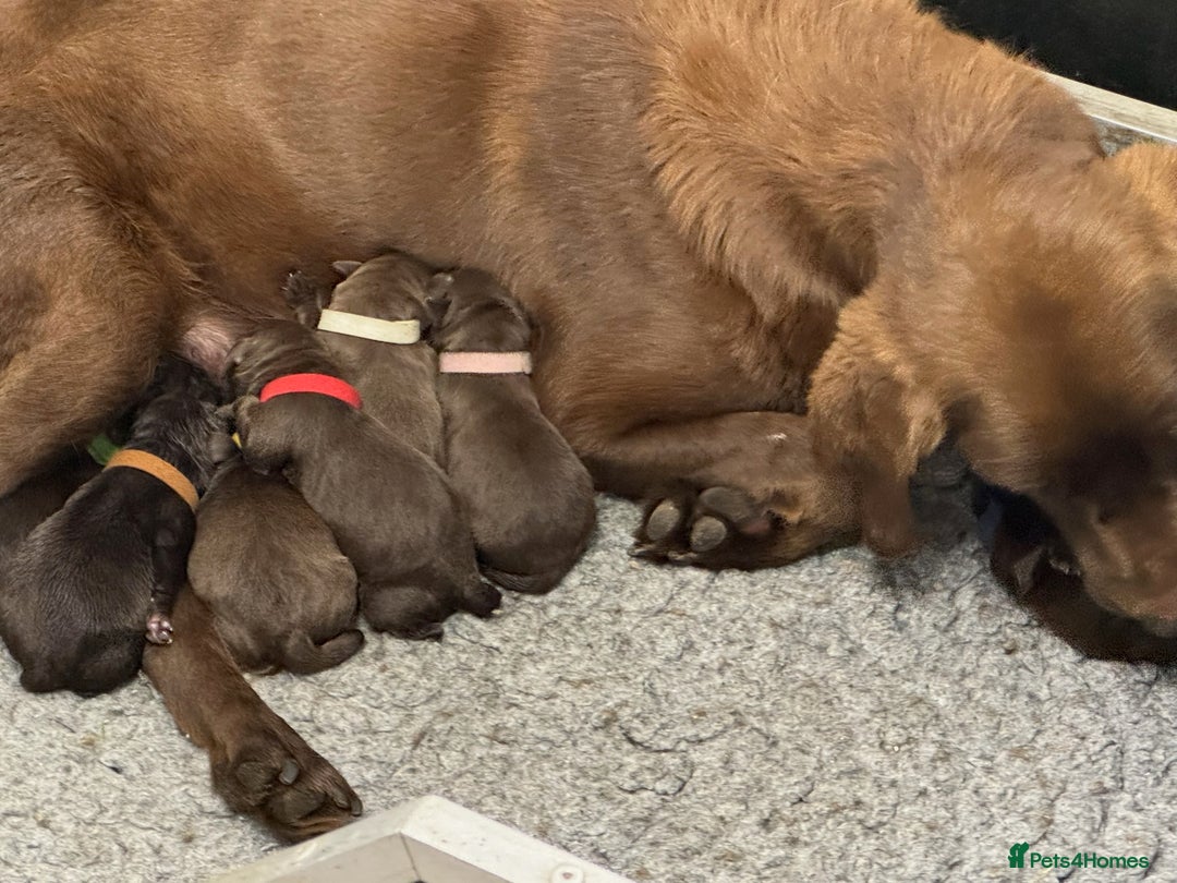 Labrador Retriever dogs for sale: Kennel Club Reg Chocolate Labrador puppies  - Image 4