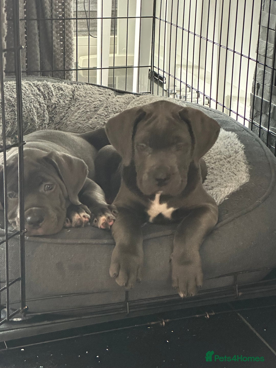 Cane Corso dogs for sale:  Elite Champion Bloodline Cane Corso puppies - Advert 2
