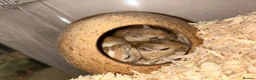 Gerbil rodents for sale: 11 month old gerbils looking for a new home in Egham - Advert 1