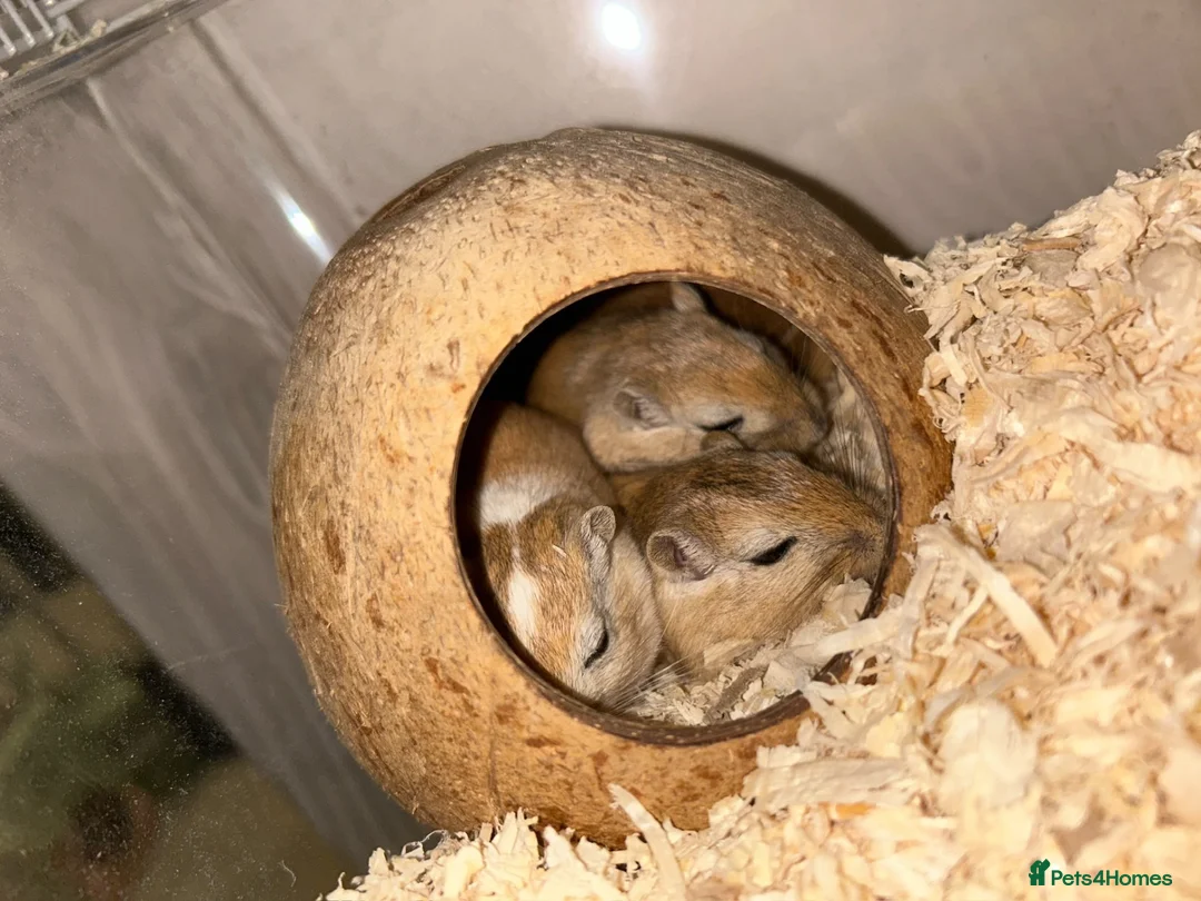 Gerbil rodents for sale: 11 month old gerbils looking for a new home in Egham - Advert 1