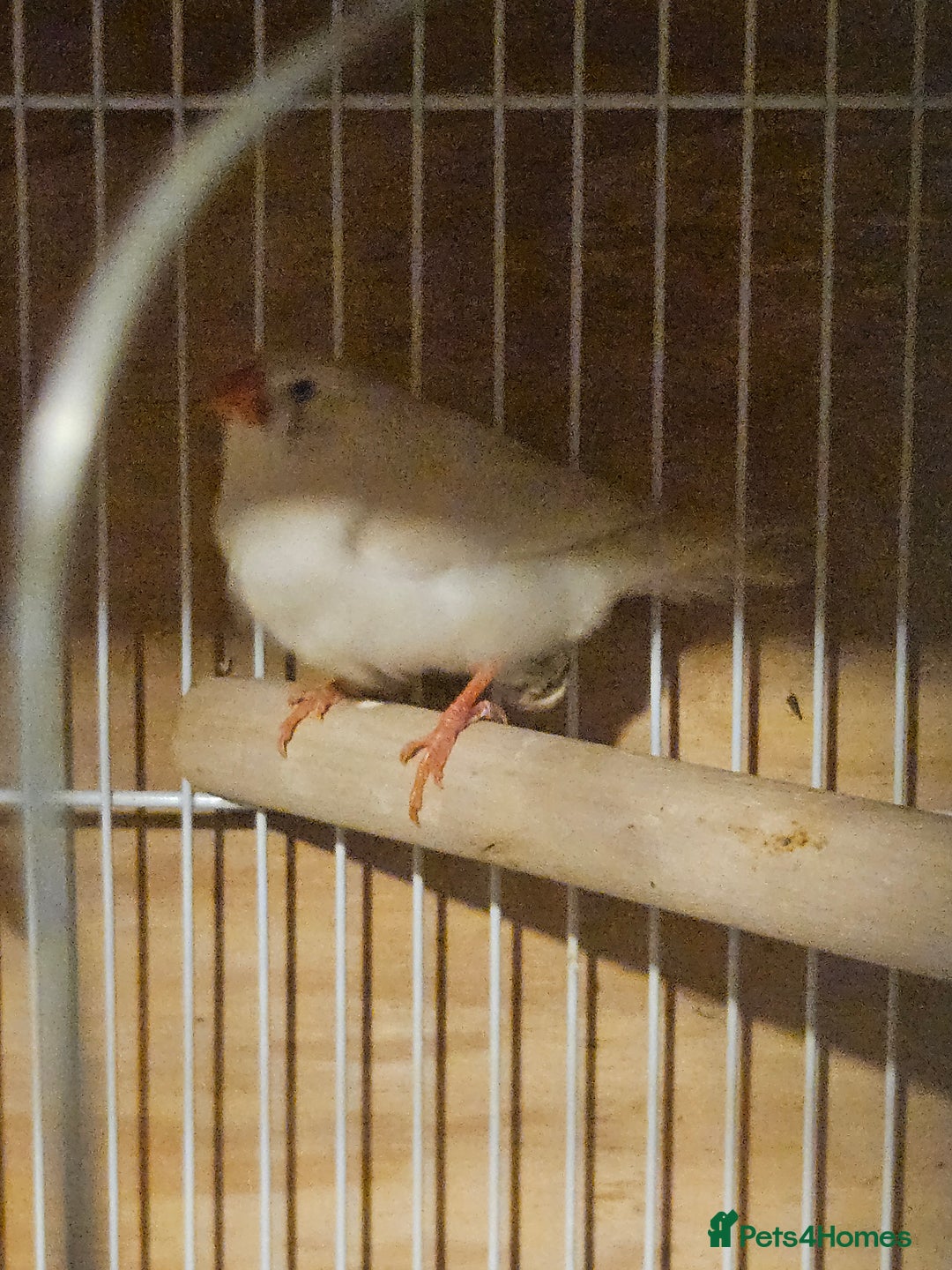 Finches birds for sale: Goldfinches, Bengalese finches & Zebra Finches - Advert 28