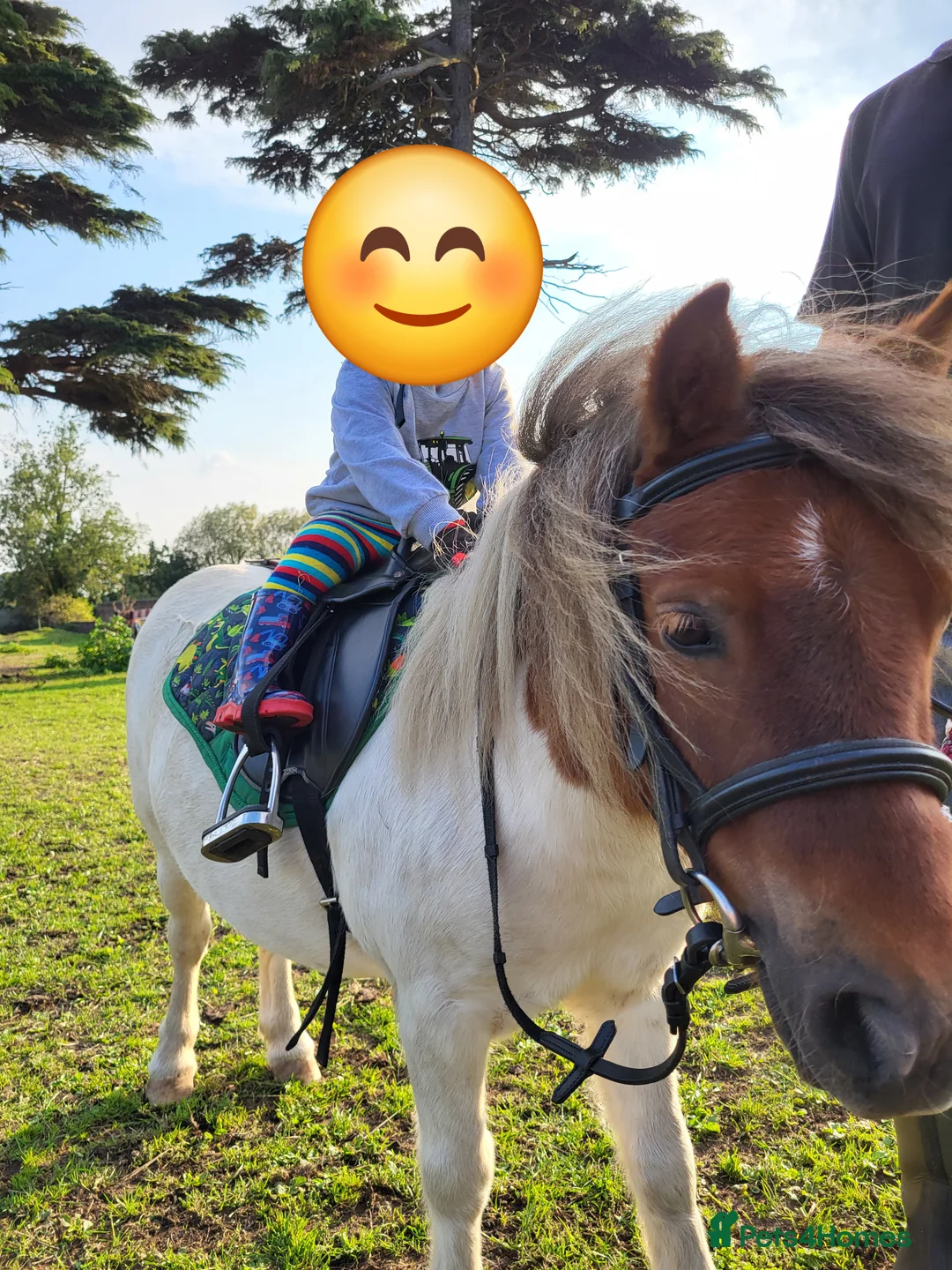 Shetland pony horses for sale: Rex for sale - Advert 6