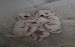 Maltese dogs for sale: Bichon Maltese - Image 5