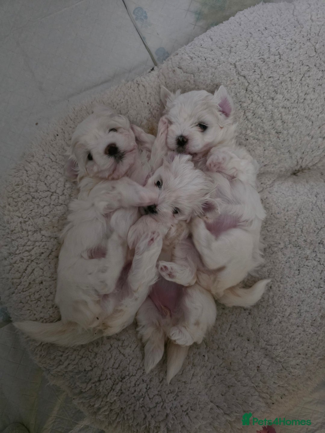 Maltese dogs for sale: Bichon Maltese - Image 5