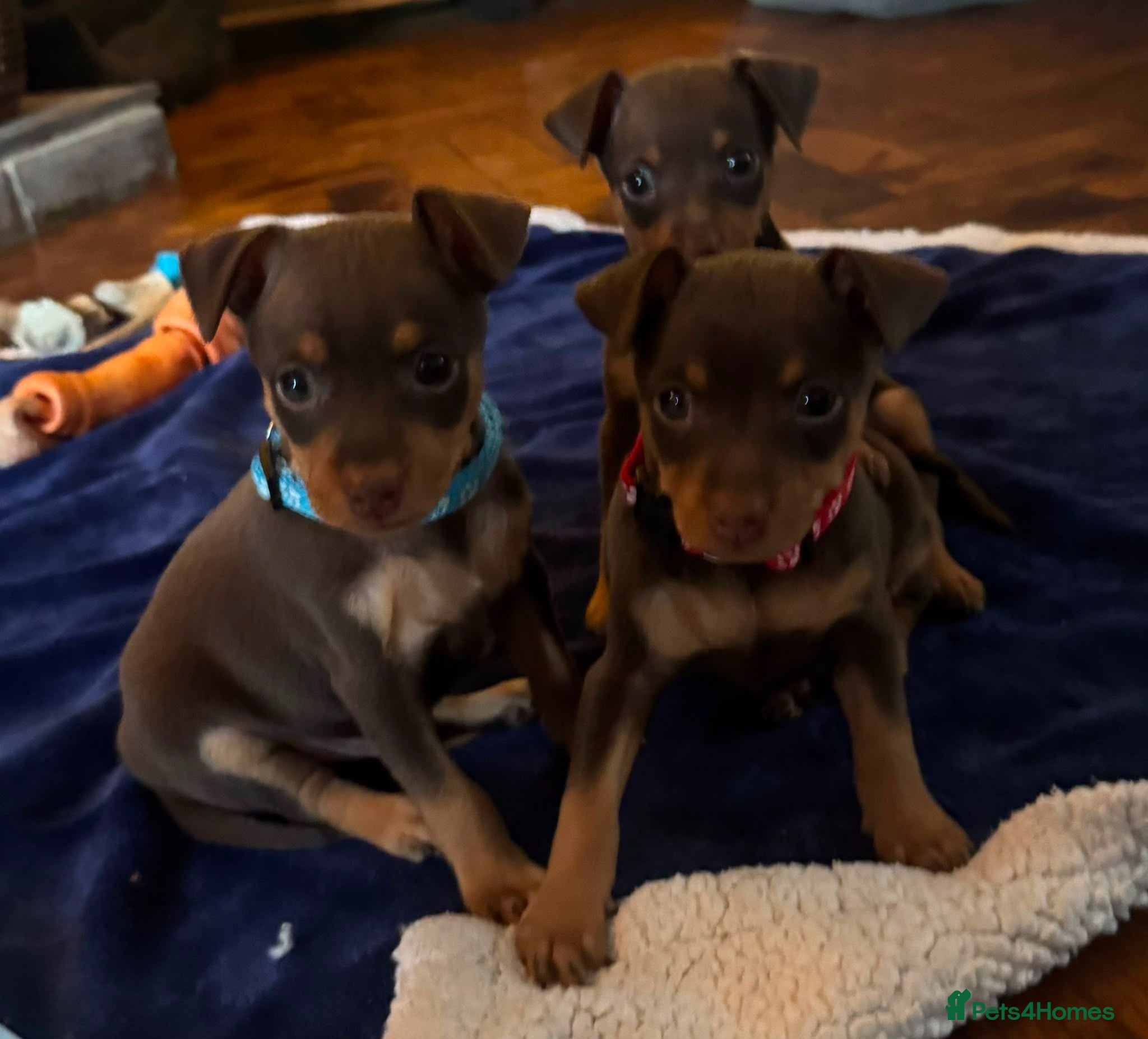Miniature Pinscher dogs KC registered Miniature Pinscher chocolate and tan - Advert 1