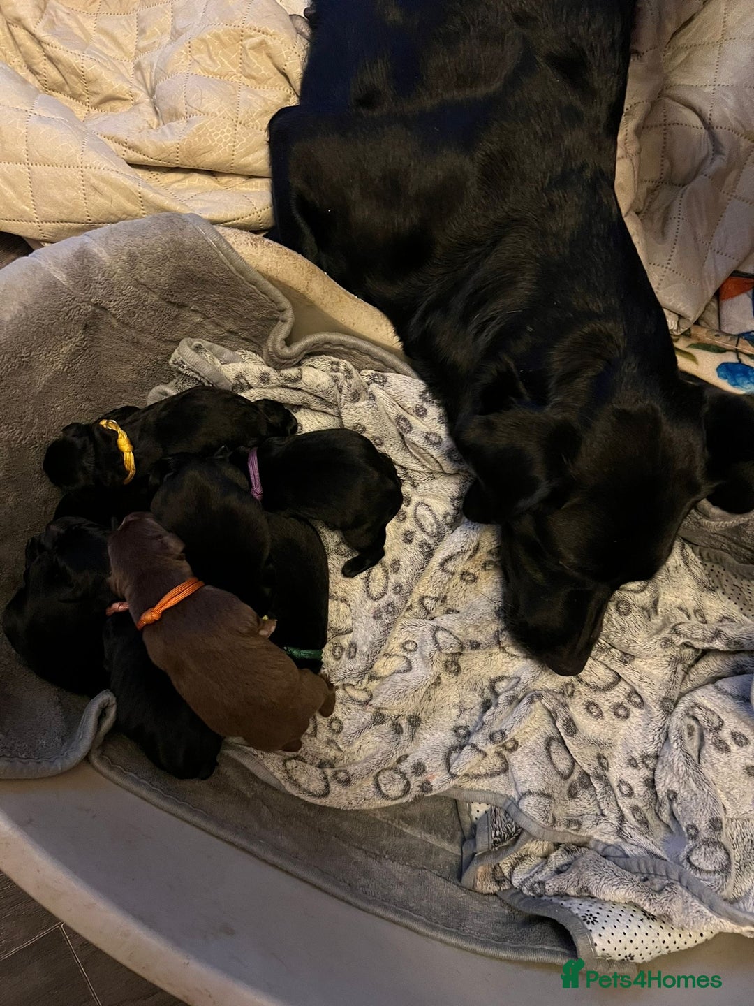 Mixed Breed dogs for sale: Labrador retriever cross - Advert 10