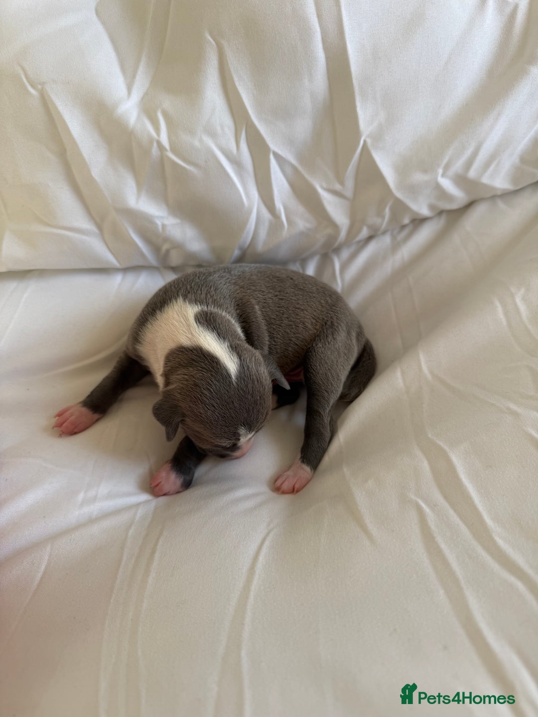 Italian Greyhound dogs for sale: KC registered Perfect Italian greyhound puppies  - Advert 10