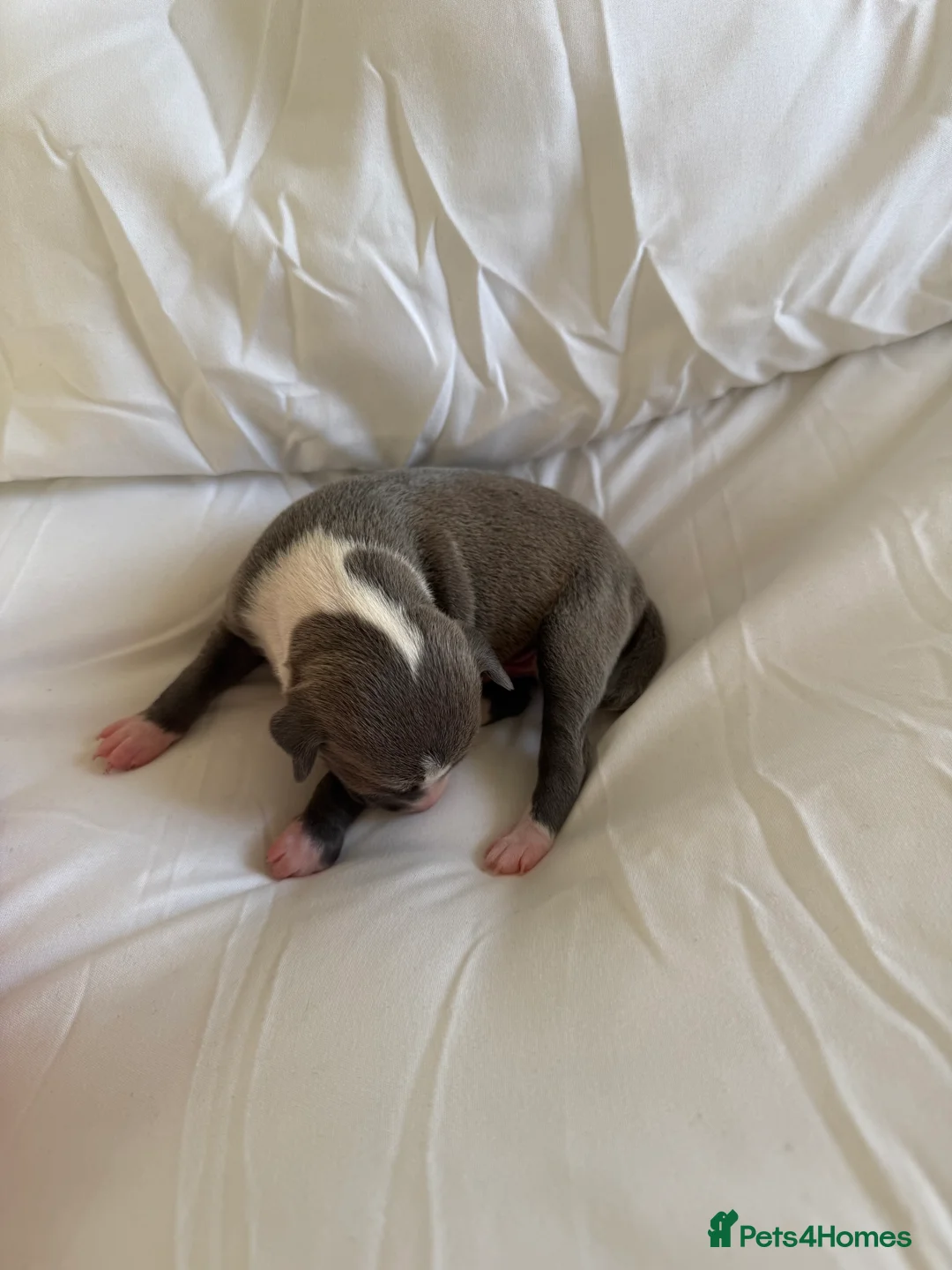 Italian Greyhound dogs for sale: 2 LEFT KC Italian greyhound puppies  - Advert 24