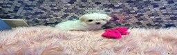 Maltese dogs for sale: Beautiful Maltese puppies for sale - Advert 8