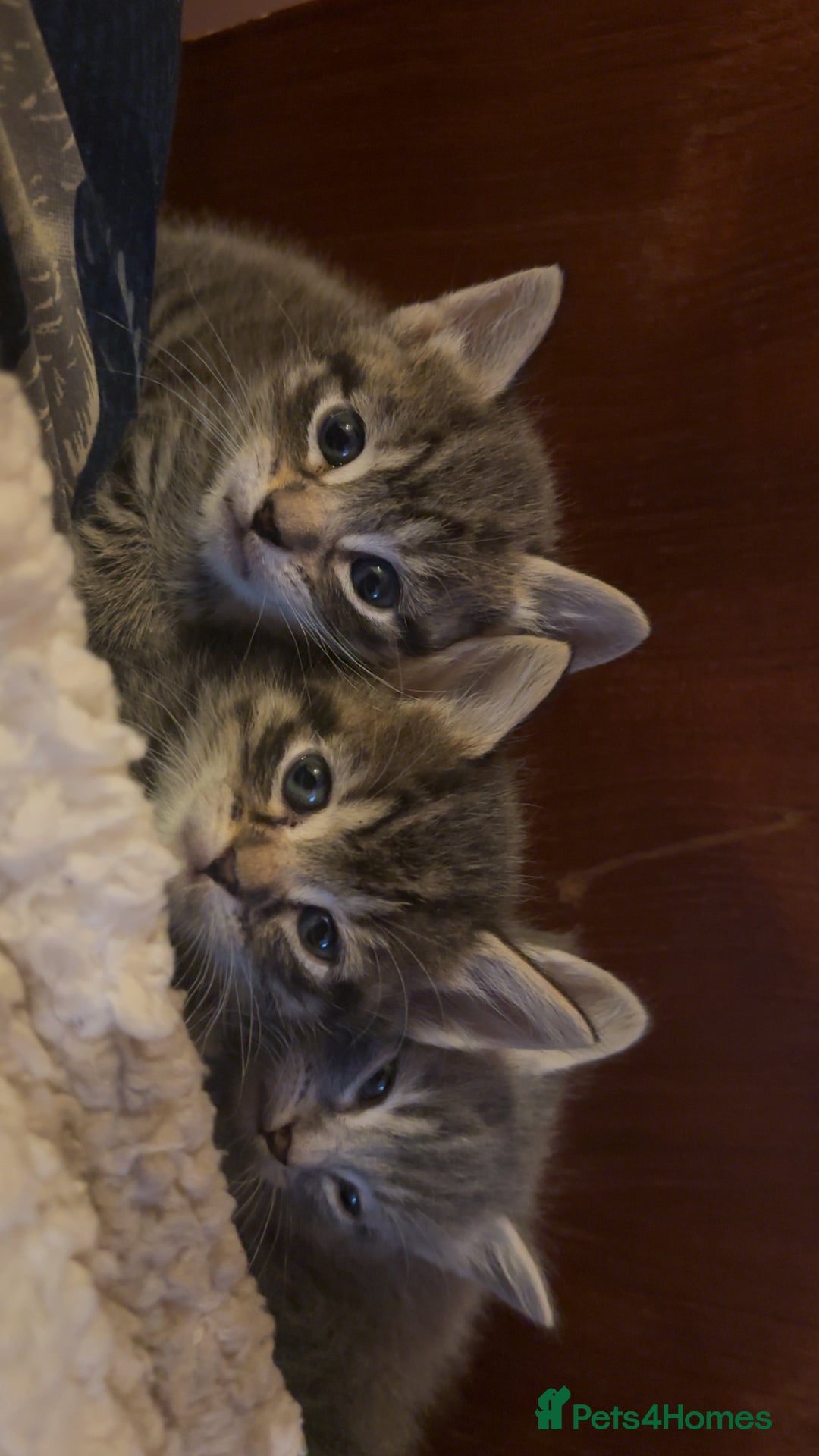 Mixed Breed cats for sale: Three kittens  - Advert 6