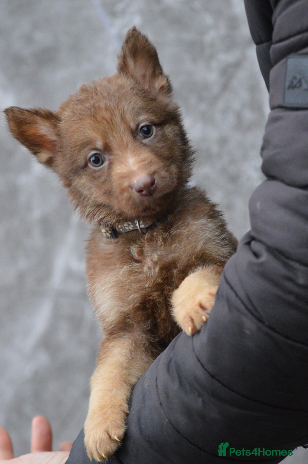 German Shepherd dogs for sale: KC Registered Working Line German Shepherd Puppies - Advert 31