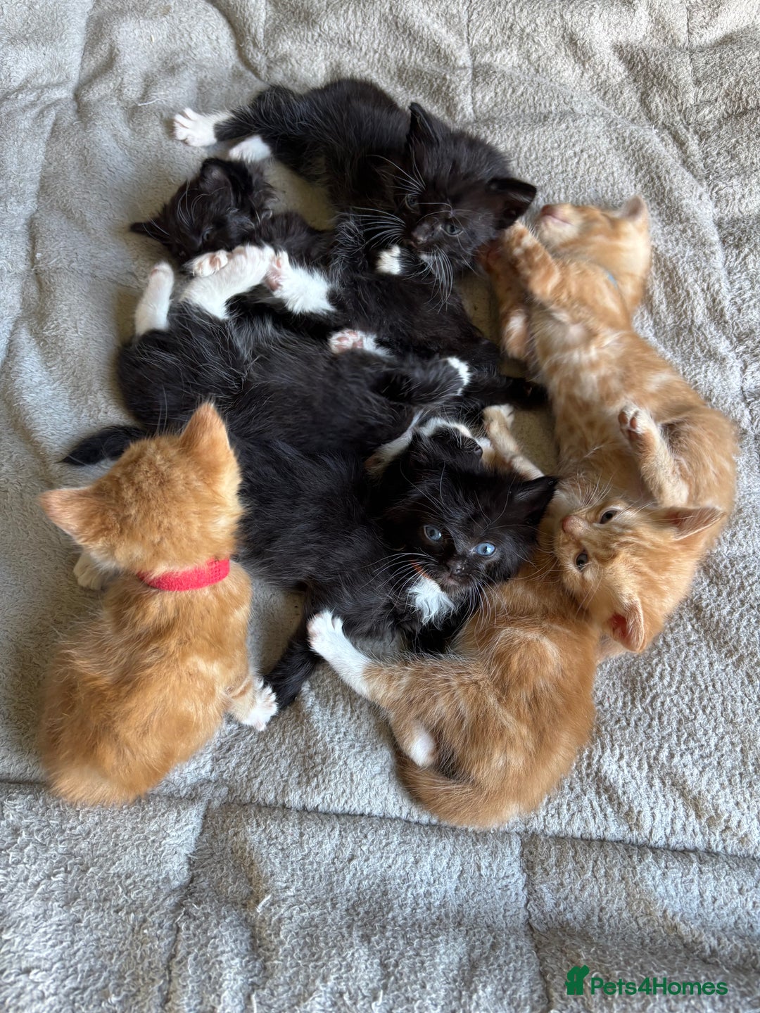 Mixed Breed cats for sale: Beautiful kittens for sale - Image 3