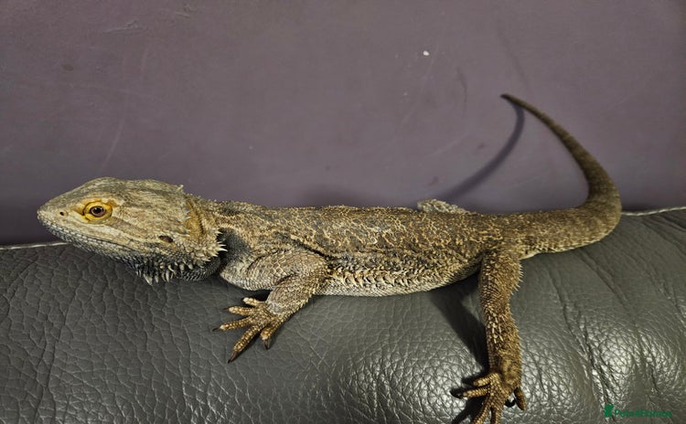 Bearded Dragon reptiles - Advert 10