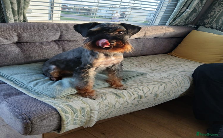 Schnoodle dogs - Advert 4