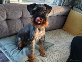 Schnoodle dogs - Advert 21